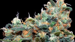 Original Skunk#1, Los Angeles. 1996