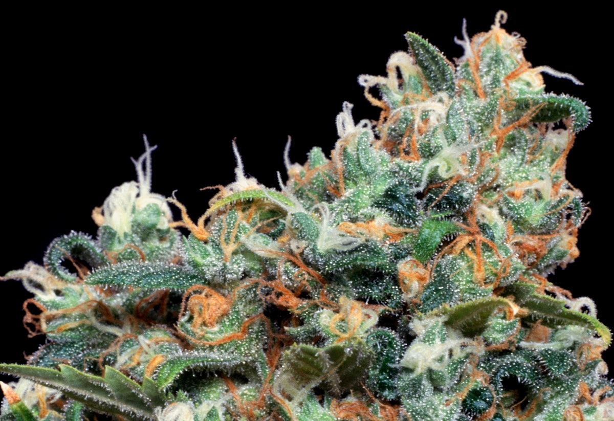 photo of David Paul Watson (aka 'Sam the Skunkman') – Obituary image