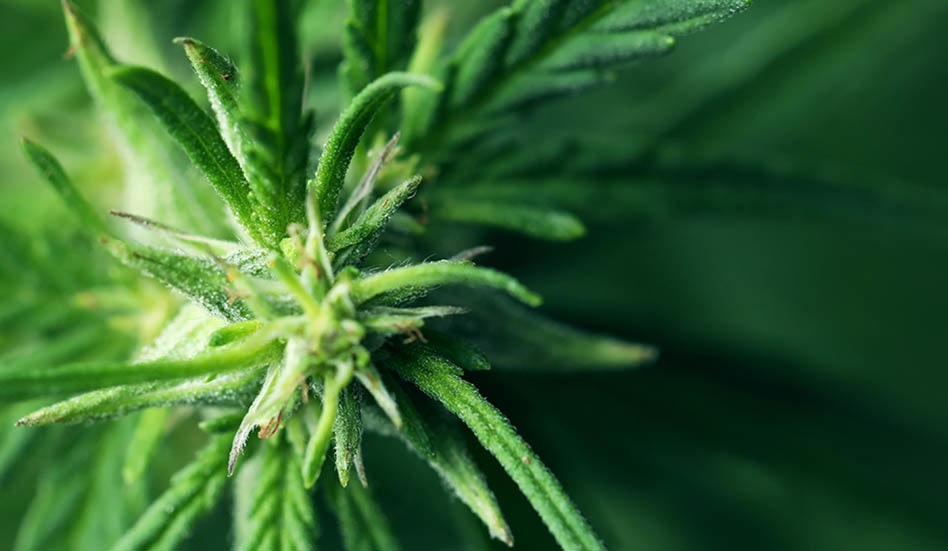 photo of South Carolina Medical Cannabis Legalization Back on the Legislative Table for 2025 image