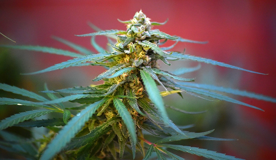 photo of DEA Responds to ‘Out of Time’ Cannabis Rescheduling Claims image