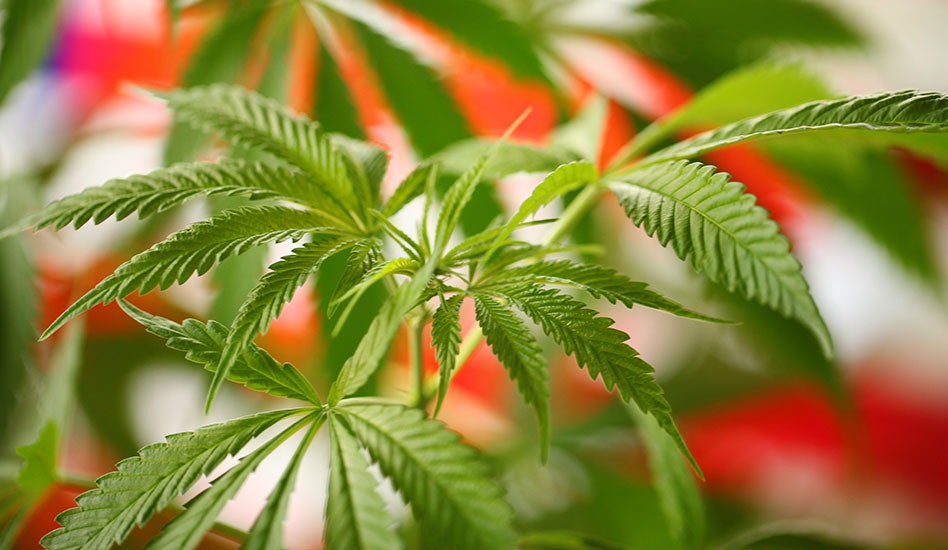 photo of DEA Judge Grants Requests From 3 Pro-Cannabis Rescheduling Participants, Says Hearing Up to DEA image