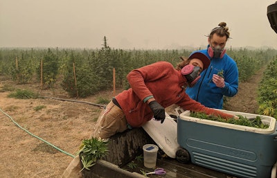 The East Fork team tends to its crops with respirators amid smoke cover from the 2020 Slater Fire in southwest Oregon.