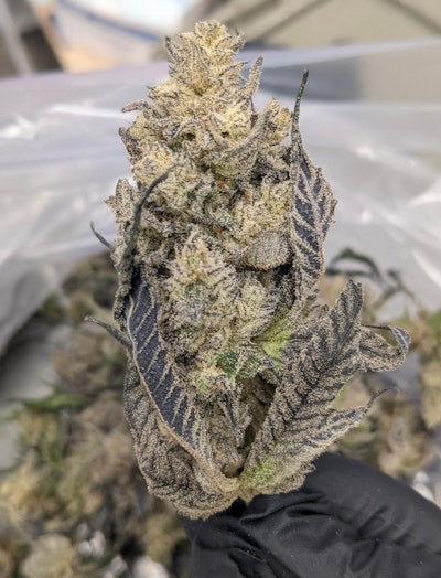 Harvested flower at Galenas.