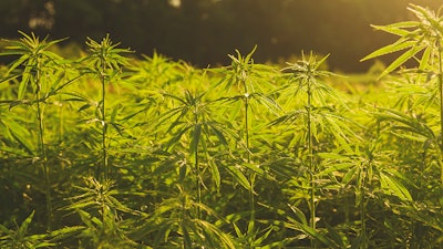 Hemp 163698809