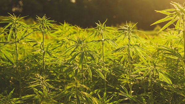 Hemp 163698809