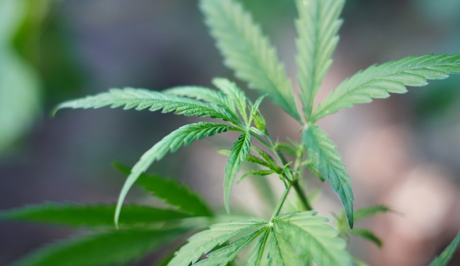 photo of NCIA Files Motion With DEA Judge to Consolidate With Rescheduling Participant Absent of Standing image