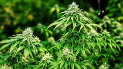 New Hampshire 572875981