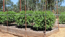 California Outdoor Mj