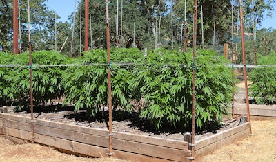 California Outdoor Mj