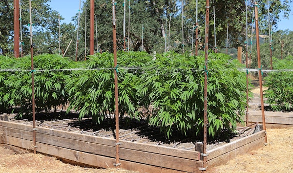 California Outdoor Mj