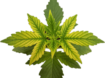 Figure 1. High substrate pH (><noscript><img decoding=