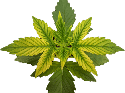 Figure 1. High substrate pH (>6.5) can result in a decrease in micronutrient availability, potentially resulting in iron (Fe) deficiency in the newly developing foliage.