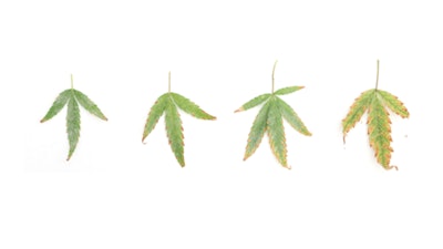 Figure 2. Low pH can result in increased micronutrient availability that can result in iron (Fe), manganese (Mn), or boron (B) accumulation in the lower foliage.