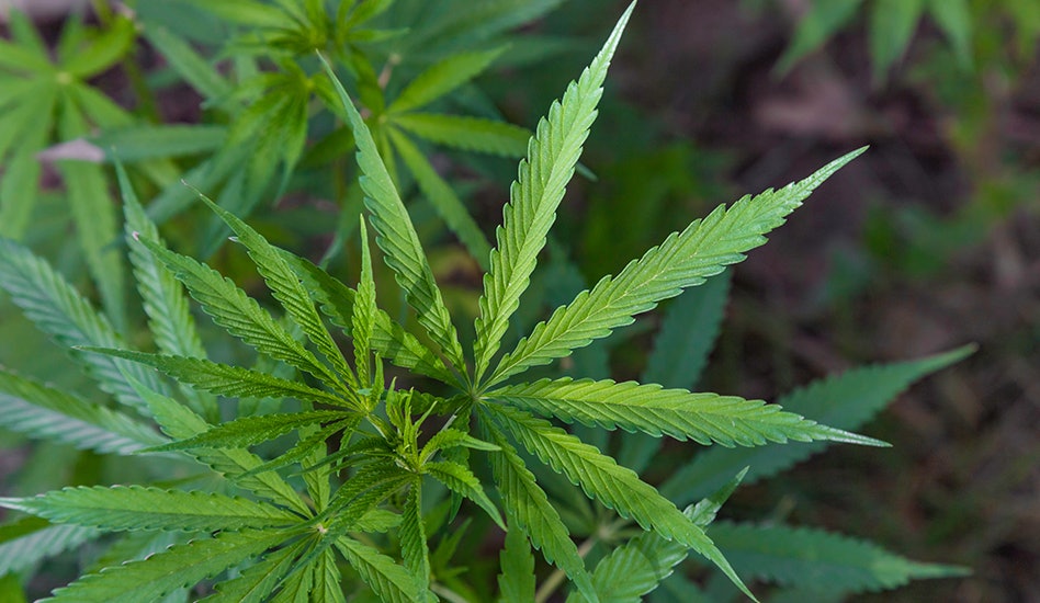 photo of Idaho Lawmakers Introduce Cannabis Legalization Bill Days After Passing Resolution to Block Voters’ Powers image