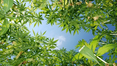 Texas Hemp 29606216