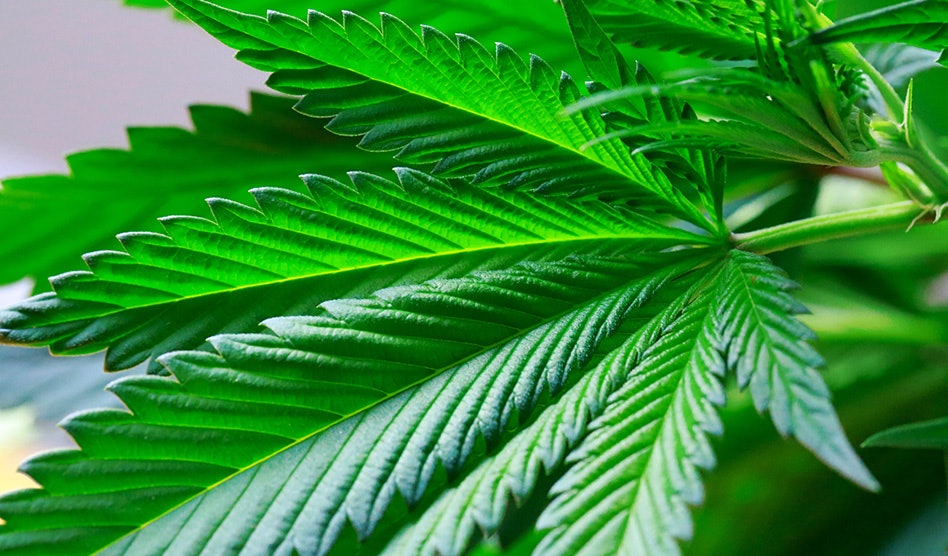 photo of Doctors Group Left Out of DEA’s Cannabis Rescheduling Hearing Drops Lawsuit image