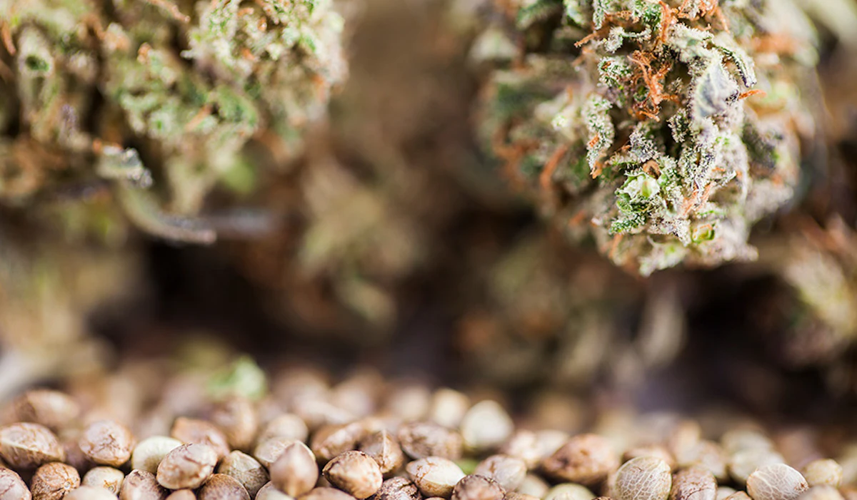 Texas Lawmakers Consider THC Ban, Threatening $8 Billion Industry
