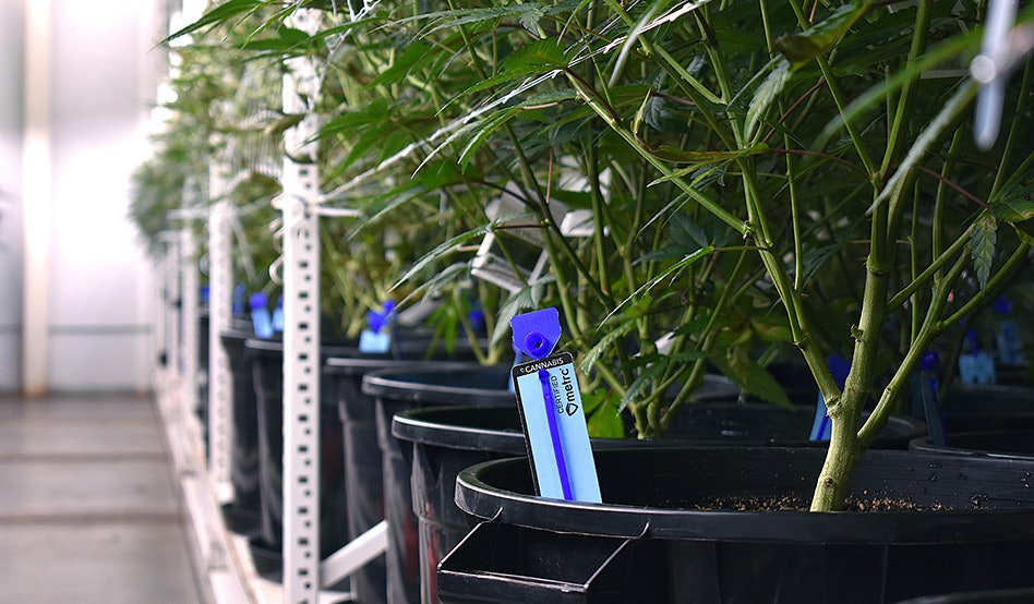 photo of Metrc Launches Redesigned Eco-Friendly Tags in Sustainability Commitment image