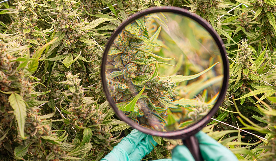 photo of North Carolina Lawmakers Propose Legalizing Medical Cannabis Through Research Program image