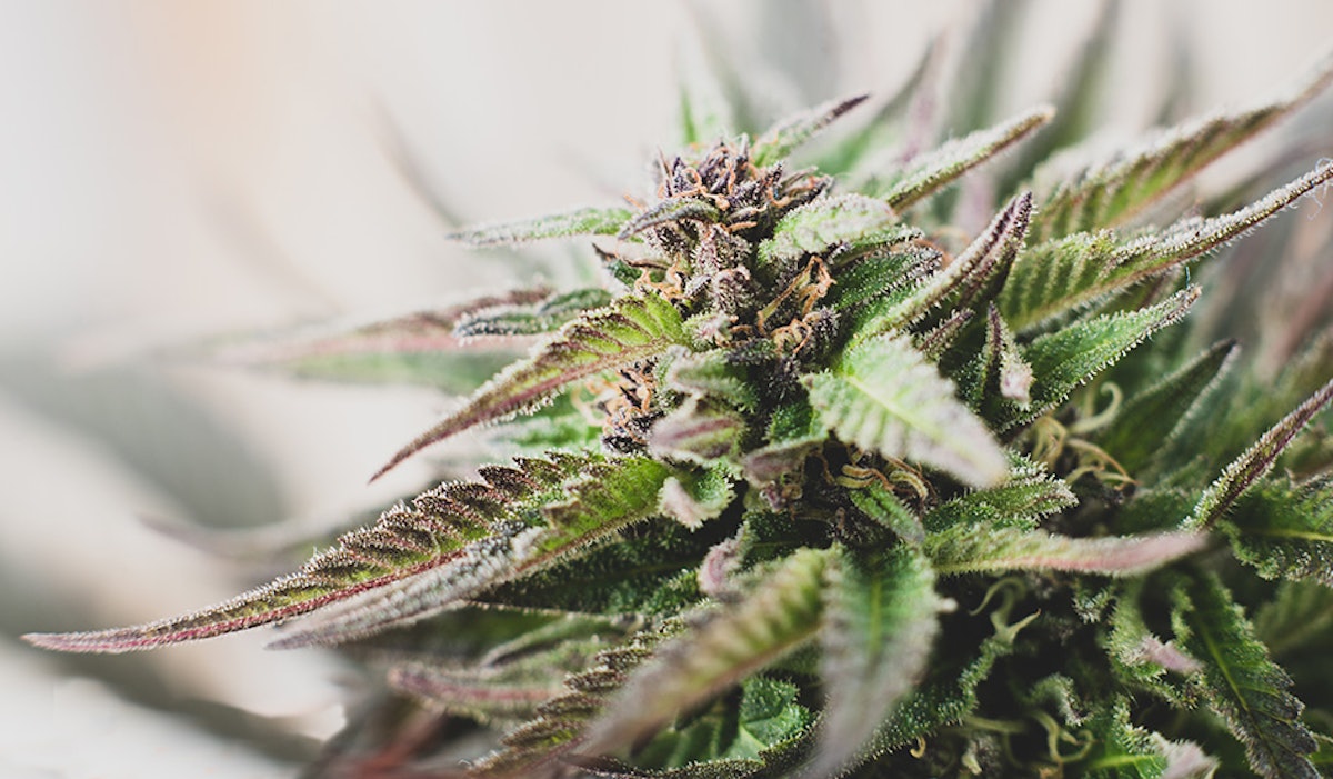 US House Reps File Bill to Legalize Cannabis, Deliver 280E Relief, Permit Interstate Commerce