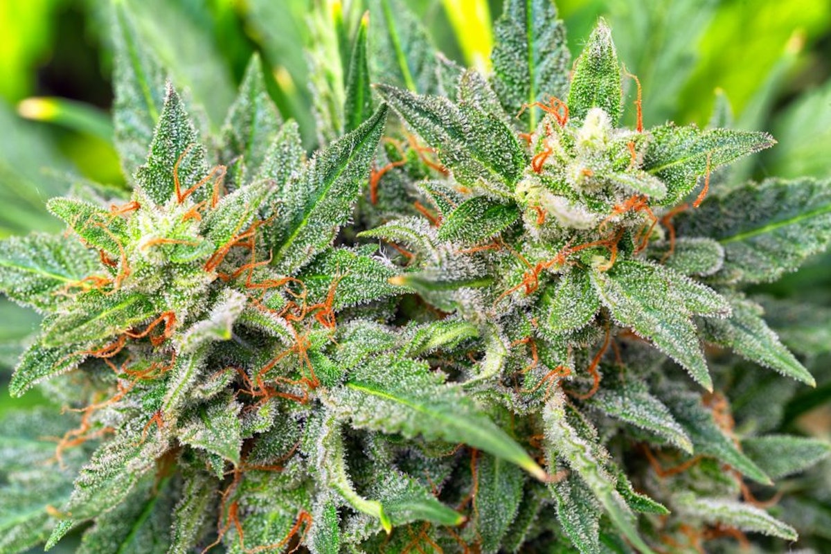 17 Lessons Learned in Commercial Cannabis Cultivation