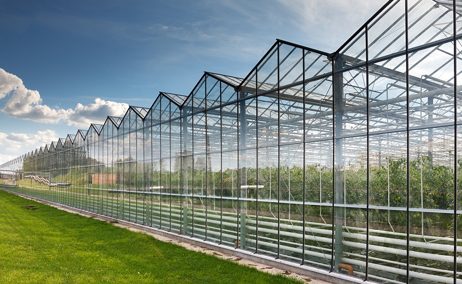 photo of ACT Launches Webinar Series to Help US Growers Modernize Greenhouse Production image