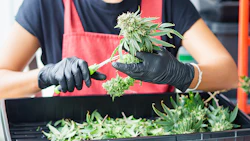Jobs Trimmer