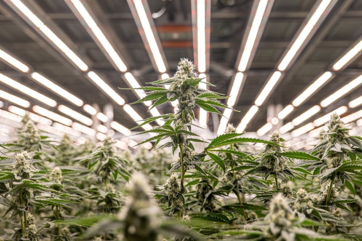 King City Gardens’ Untold Story