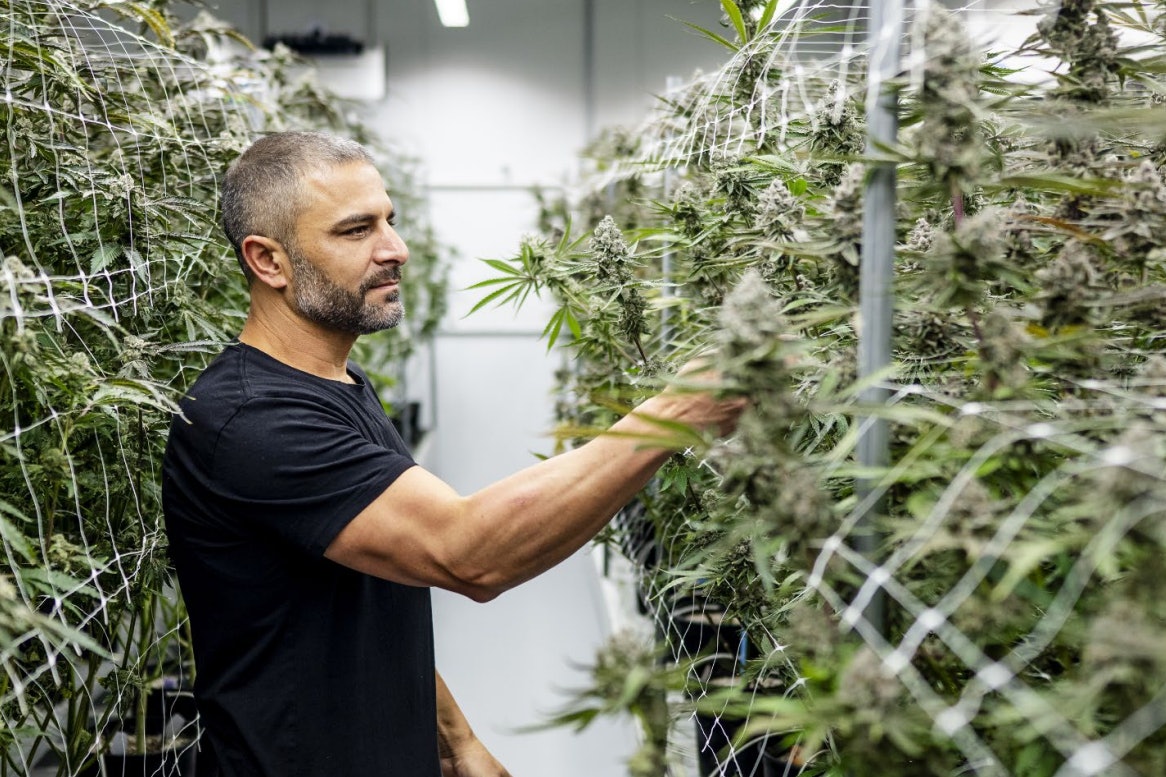 photo of Bringing Cultivation Dreams to Life in a Cotati, California Grow image