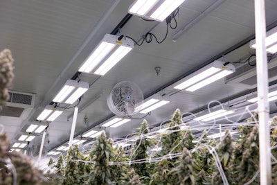 A Clade9 flower room, which uses Fluence LED lights.