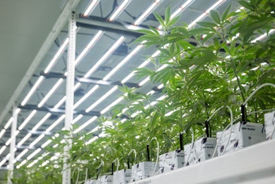 Inside a Clade9 veg room, which uses Fluence LEDs.