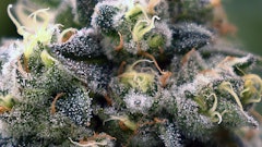 Ohio-grown cannabis flower.