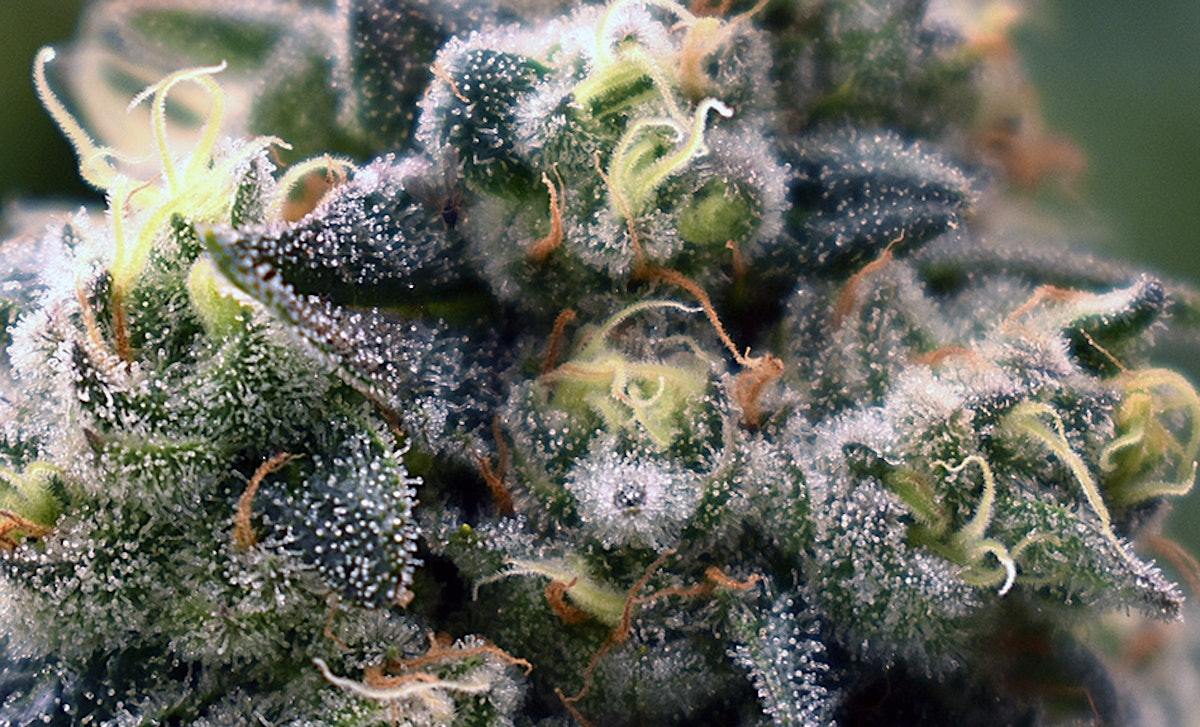 Ohio House Lawmakers Consider Bill to Eviscerate Voter-Approved Cannabis Law