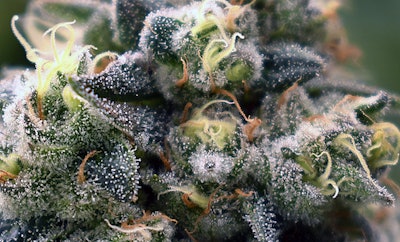 Ohio-grown cannabis flower.