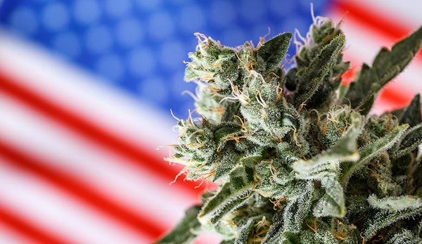 American Cannabis 679861553