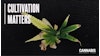 Calcium deficiency symptoms on upper foliage include marginal burn and distorted leaf growth due to impaired cell wall development.