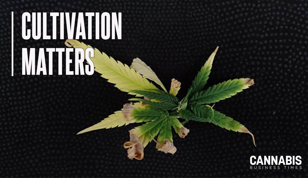 Feel the (Cannabis Leaf Margin) Burn