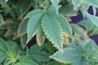 Figure 1. Leaf margin burn due to high salt accumulation (elevated EC) on the lower foliage of a cannabis plant. Note the uniform brown necrosis along the leaf edges progressing inward.