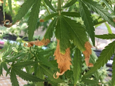 Figure 2. Symptoms of drought stress appear as marginal burn on lower leaves following rehydration. Damage is typically more severe on older foliage.