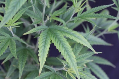 Figure 3. Initial potassium deficiency symptoms exhibit yellowing (chlorosis) along the leaflet margins of lower leaves in cannabis.