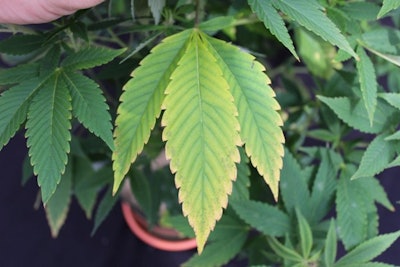 Figure 4. Advanced potassium deficiency symptoms with necrotic (burned) margins following initial yellowing, primarily affecting lower foliage.
