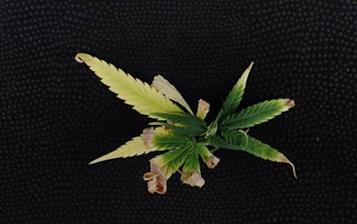 Figure 5. Calcium deficiency symptoms on upper foliage include marginal burn and distorted leaf growth due to impaired cell wall development.