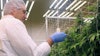 Delaware Gov. Matt Meyer toured MariMed's First State Compassion cannabis cultivation facility on July 30 in Milford.