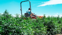 Hemp Senate 392041453