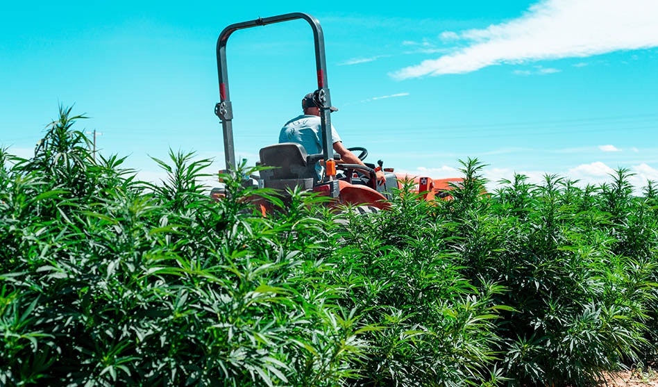 photo of US Lawmakers Advance Bill to Ban Hemp Products With THC image