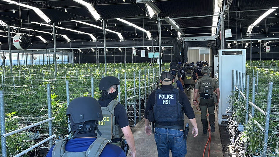 photo of ICE Raids at California Cannabis Farms Now Involve 14 Children, 361 Arrests, 1 Dead image