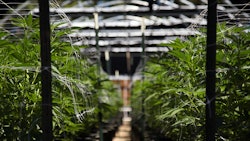 Mj grow 243589890