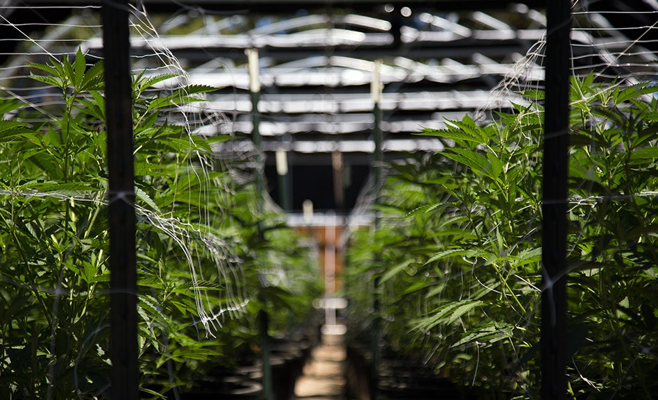 photo of Cannabis Industry Stakeholders React to DEA Head Terrance Cole’s Confirmation image