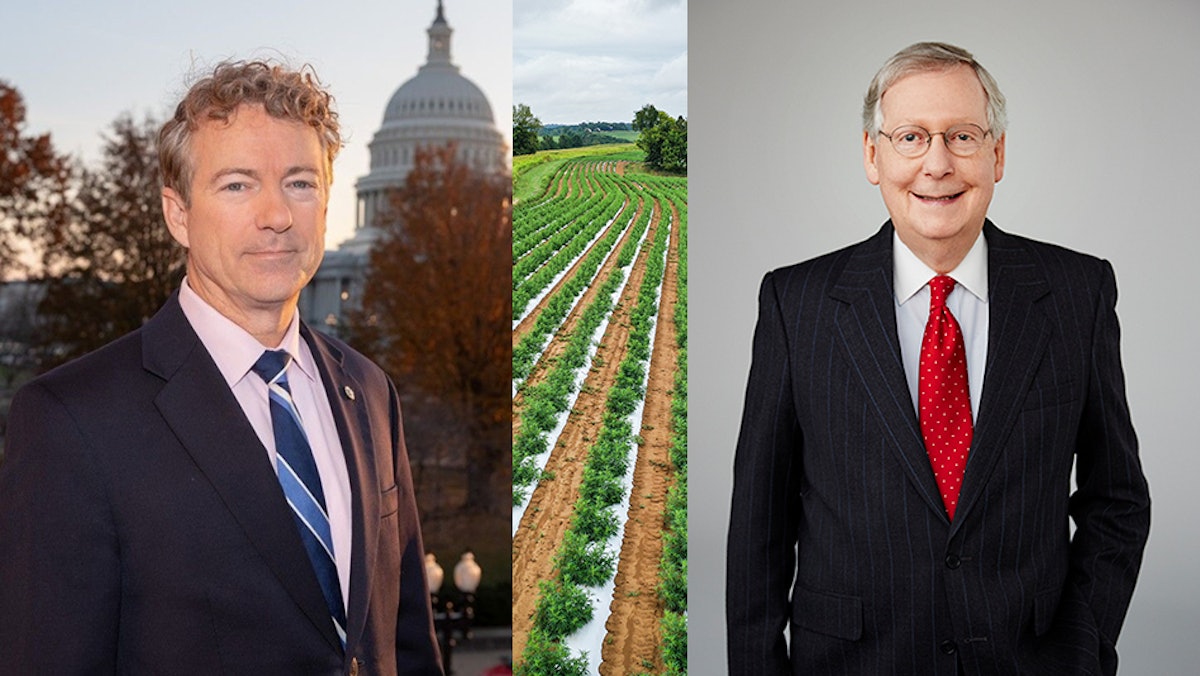 US Senate Pulls Hemp THC Ban Provision From Ag Spending Bill