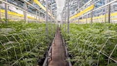 Ayr Cultivation